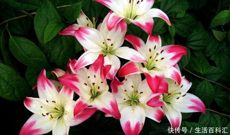  『凤仙花』喜欢家中养花，就养这几3种，花色艳丽，花期长，美轮美奂美娇娘