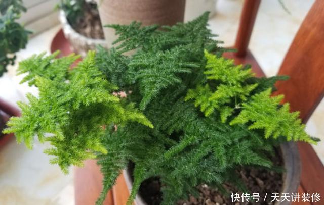 就行|“手把手”教会你养文竹,一年长成“小森林”,郁郁葱葱太美了