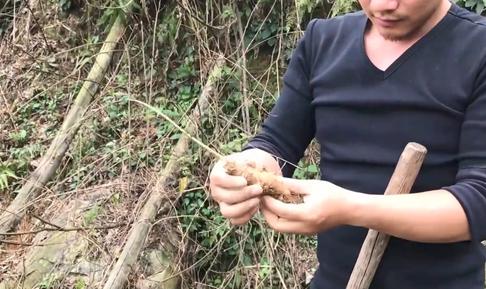 山上这种野货无人识，市场卖几十块钱一斤，是非常滋补的好药材