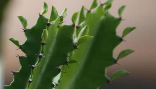  『些花和植物』家中养护“3种”绿植，让家人更接近健康，养护再多都不嫌少！