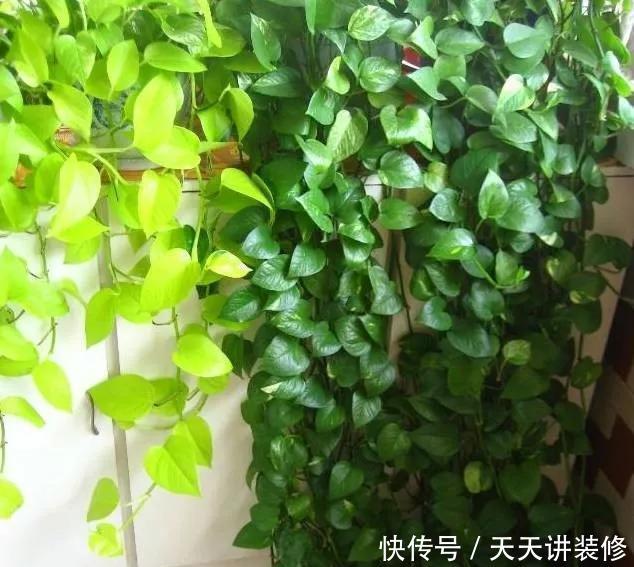  『绿萝』养花技巧：春天赶紧扦插绿萝，扯根枝插3盆，5种方法个个好活！