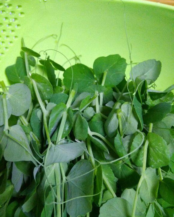  『收获』阳台种上4种菜，2个月就能收获，一茬接一茬，绿色又健康！