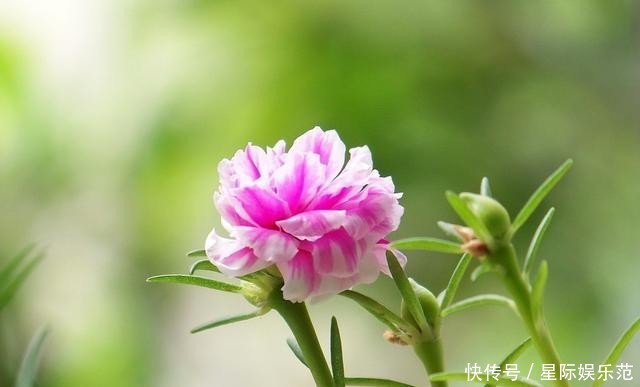  一大■这花小巧可爱，一开一大盆，邻居奶奶来了就想要走，真漂亮