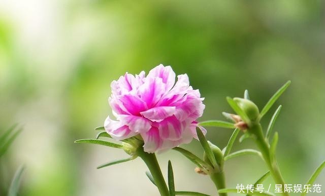 一大■这花小巧可爱,一开一大盆,邻居奶奶来了就想要走,真漂亮