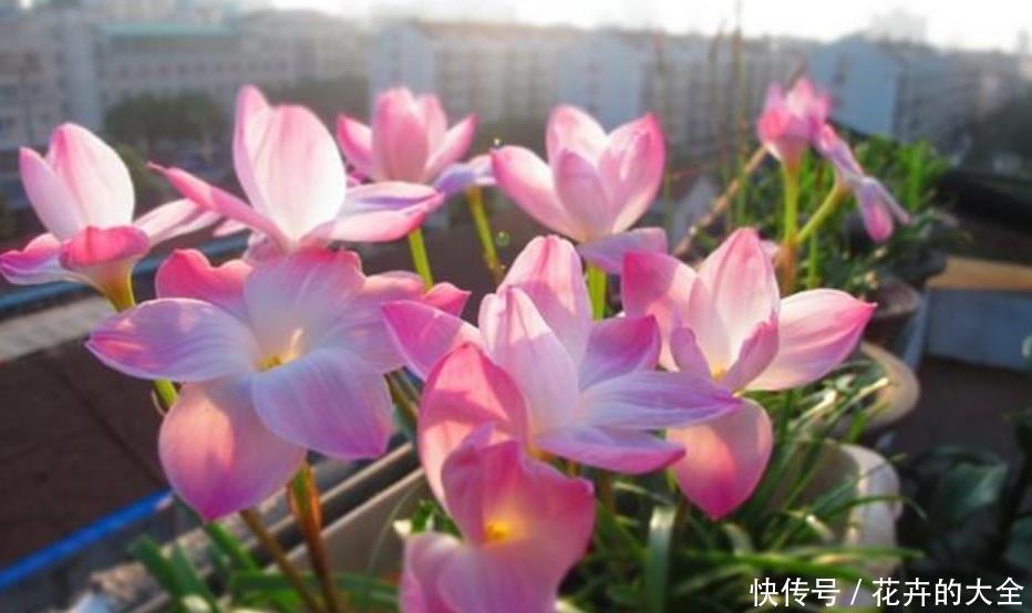 「凤仙花」家里就养“4种花”,沾土就活,不用管也能花开不断,一开200天!