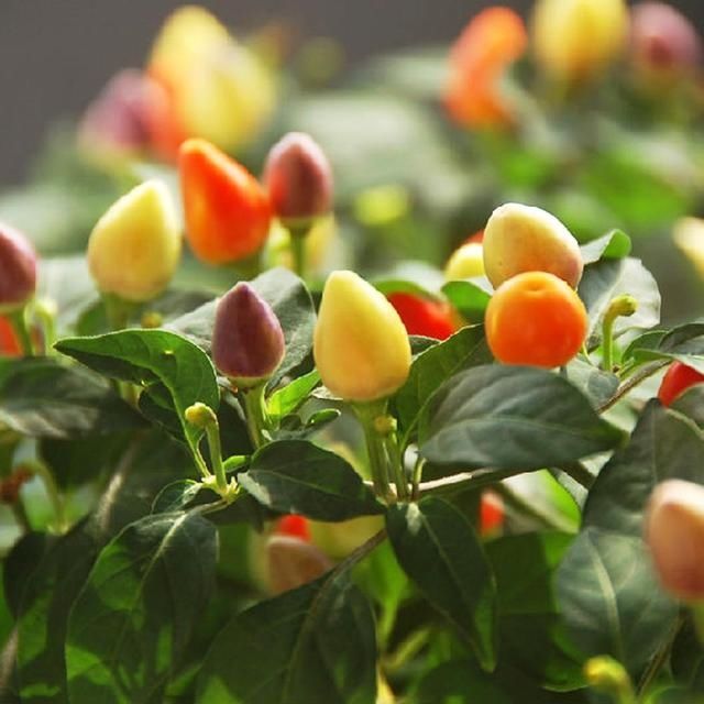  西红柿：这几种蔬菜，种在花盆里，一年四季吃不完的菜，真好
