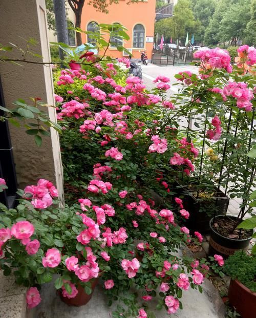  [粉嫩]养花养这四款，花朵粉嫩丰腴、娇憨可爱，花型圆滚迷人