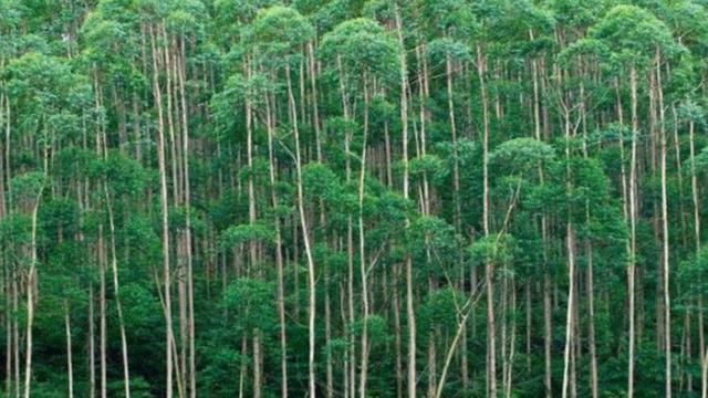 中国饱受争议的树，既是“摇钱树”，又是“祸害树”