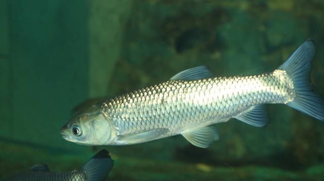  移植水花生：实例展示小龙虾混养其他鱼类，大家看看混养效果如