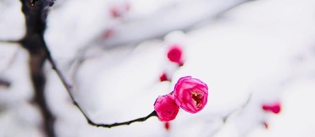  「俗语」“冬在尾提防倒春寒”，今年过年冷不冷？老农俗语已有