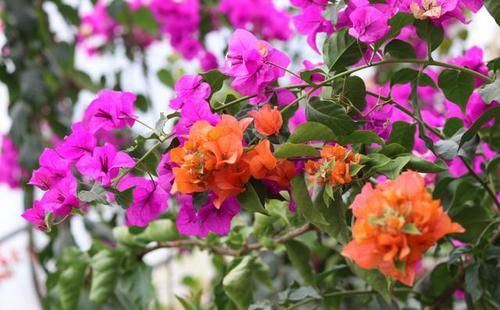  #开花比较勤#三角梅“催花期”怎么施肥？学会“花期施肥法”，一年四季开不断