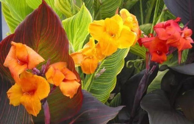 \"i12\": \"金枝玉叶药锦能养活吗\"家中养花,就选3种漂亮的花,花色绚丽花期长,净化空气寓意好