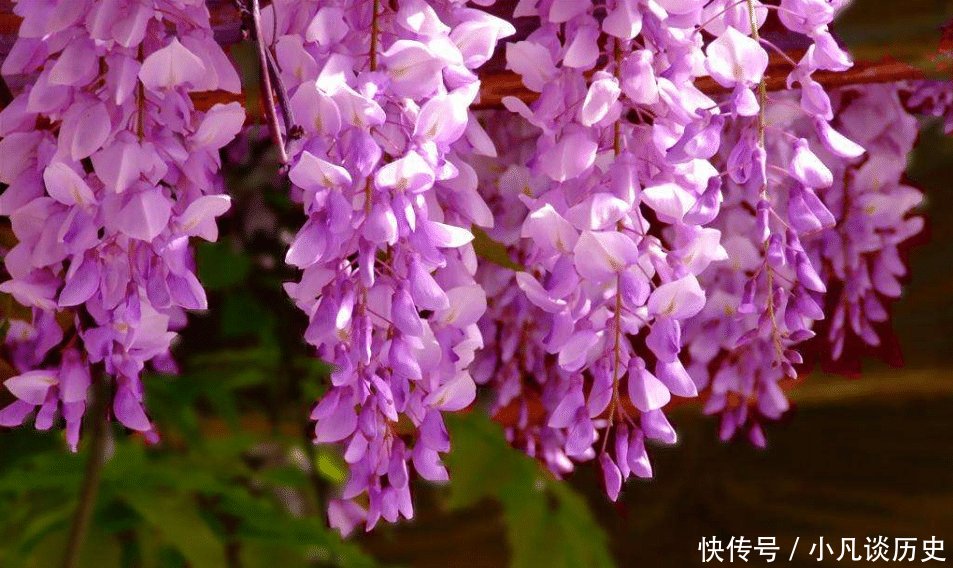 胜似@它是“云端之上的花”,紫藤花的海洋你见识过吗,胜似人间天堂