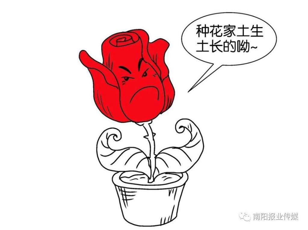  【玫瑰】哪有什么玫瑰？长哩美的都是月季！