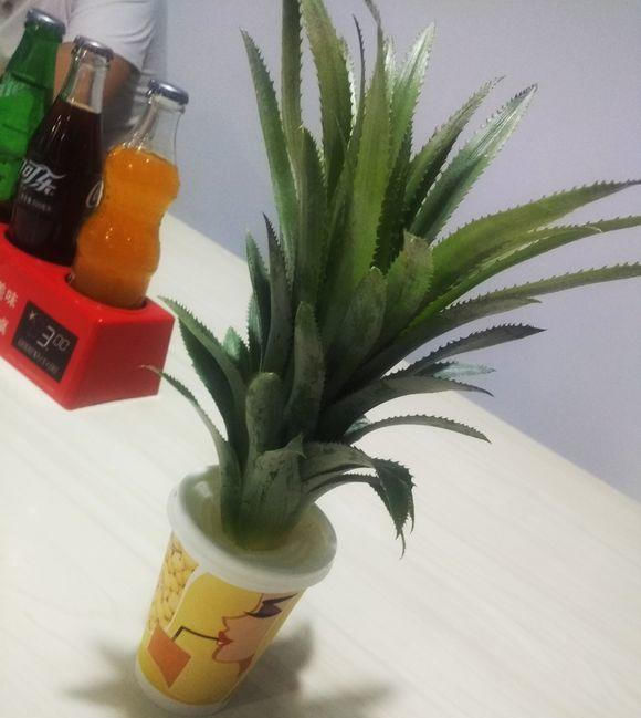  #好长#吃完的菠萝头别扔,种在花盆里,几个月后好长出大菠萝天天有的吃