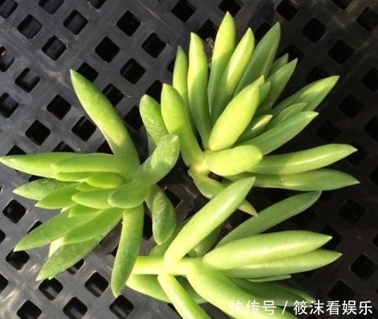  「以用来扦插」养了5年的千佛手，是该修整一下，剪下来枝条叶片可以扦插叶插
