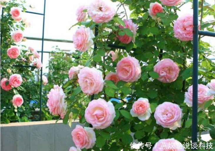  「春天」春天就养5种花，好养又漂亮，花团锦簇，人见人爱！