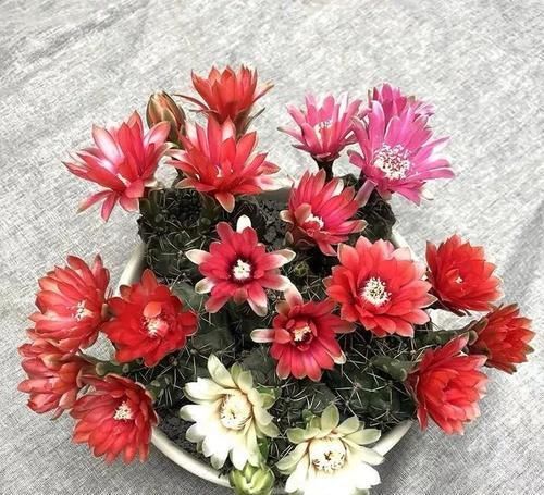  『耐热』养花就选这6种，耐热耐旱，一年开几次花，漂亮又好养！