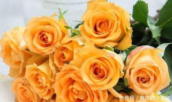 堪称@“高端玫瑰”假日公主,开花爆盆金闪闪,四季开花,堪称养花首选