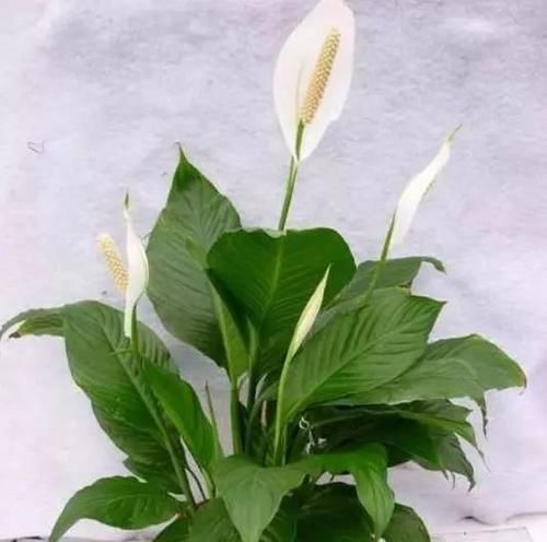  「鸿运当头」植物也有“美名”，“4种”花卉名字好寓意，养家中一点不亏