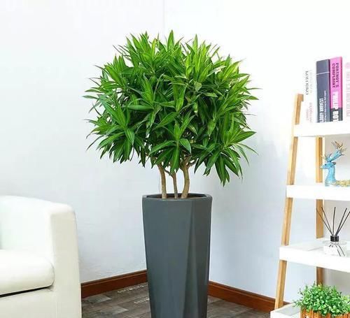  『植物』最适合放在卫生间的10种植物，赶紧养一盆吧！