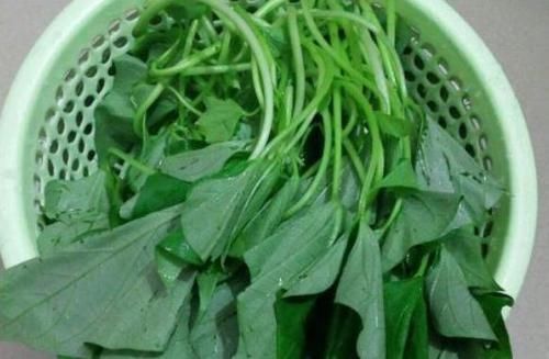  长得很快|在阳台自己动手种菜很简单，除了种韭菜，还能种芦笋