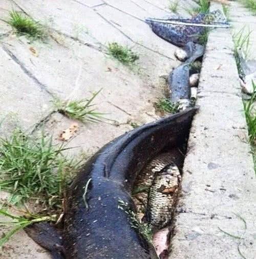 高铁过境致鱼群触电鱼群疯狂跳上岸，钓友捡鱼