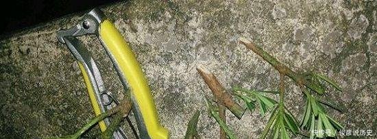 枝条■种棵罗汉松,招财又长寿,嫌太贵自己种,一根枝条就能活!