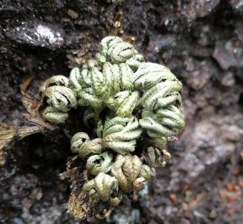 『值钱』此种“野草”在山崖上,被称为“九死还魂草”,当盆栽变值钱