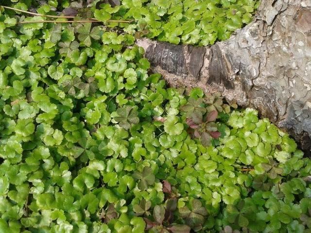 农村最泛滥的野草，农民见了就踩，因能治黄疸，现一斤11成稀罕货