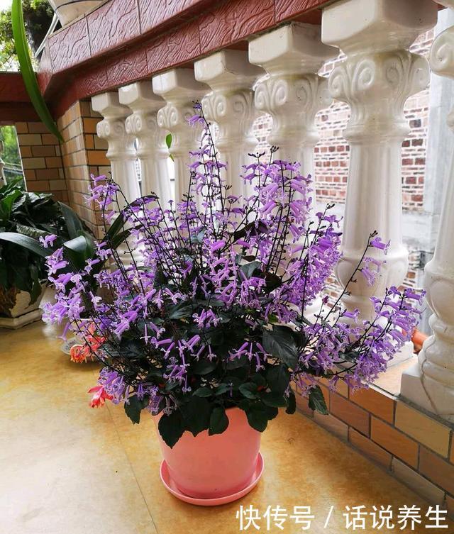 『芳香』新型盆栽绿植,超级好养,全年可开花,漂亮又芳香,春季养花选它
