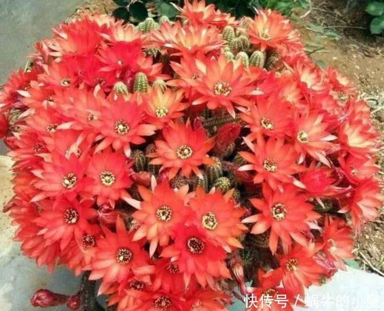  [长得]这种花超爱开花，一冬花开不断，漂亮又喜庆，你养了吗？