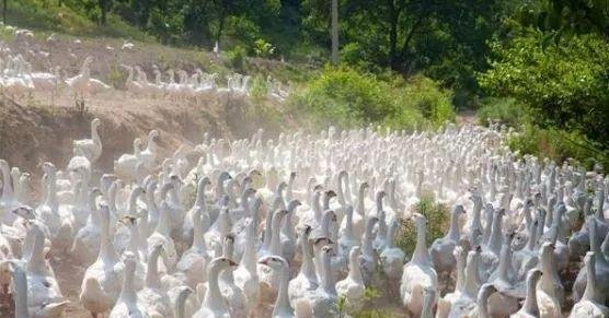  「养殖场」环保法新规定农村颁布“禁养令”，这三类养殖场将被