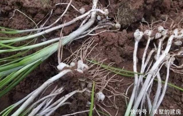  「植物」山坡下有1种“小根蒜”，别装不认识，如今1斤10元难买，珍贵！