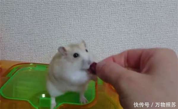  【主人】主人在放饭时拿食物逗弄仓鼠　有骨气的它在下一秒不肯吃了