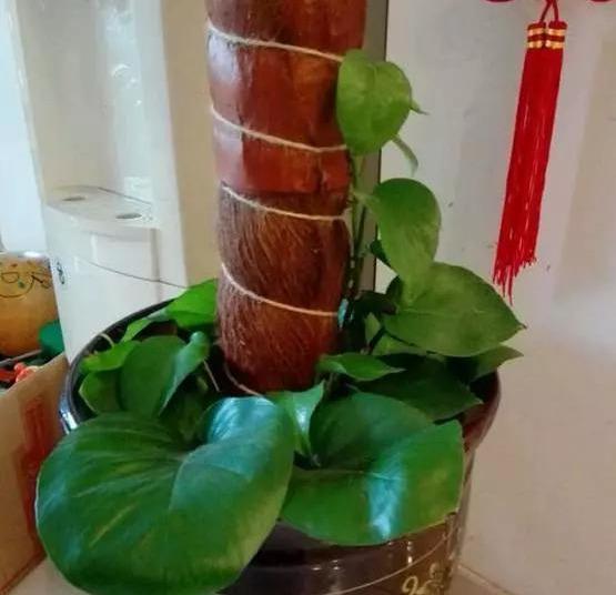  #花友#绿萝虽然很平常，打扮一下也能很惊艳！做一做造型，好看不少哦！