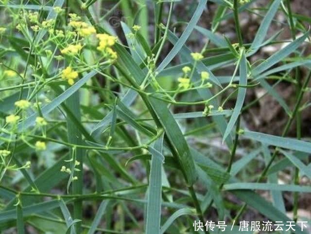『值钱』1种植物在农地里,枝叶看着像“野草”,根茎却值钱,请珍惜它!