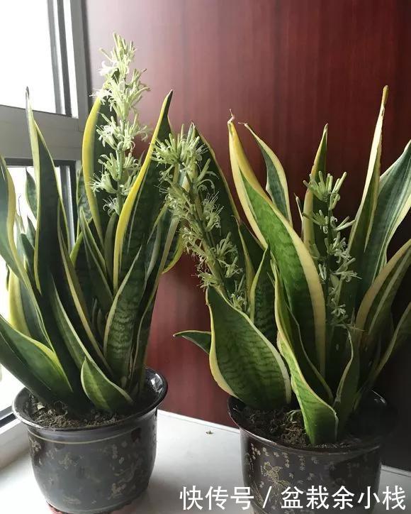 「家里」家里4种花,就要饿着养,盆小少浇水,反而长得好!