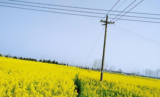  电线杆|栽在农民耕地里的电线杆，农民该不该要赔偿?看电力公司