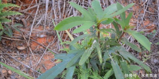  「牛奶」乡下山沟里不起眼的一种植物，果实味道似“牛奶”，价值很珍贵