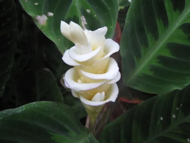  观叶：都把观赏竹芋养成观叶植物，除了斑斓的叶子，它还能开可爱的小花