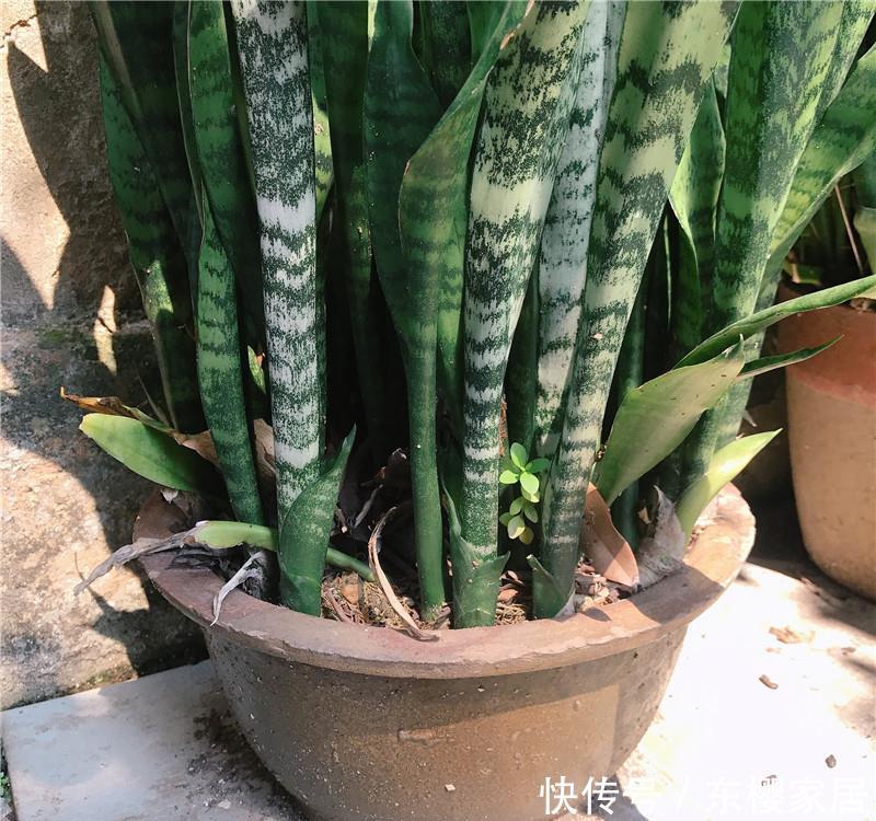  #无根水#爆盆虎皮兰，就是“本地货”，喝的“无根水”，还有遮阳伞！