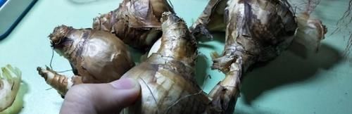 『提高』种植洋水仙前种球的处理,学一学,就能提高开花率!