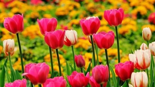  #漂亮#这5款夏季花卉，花朵漂亮显高级，养在客厅美出新天地，艳丽多姿