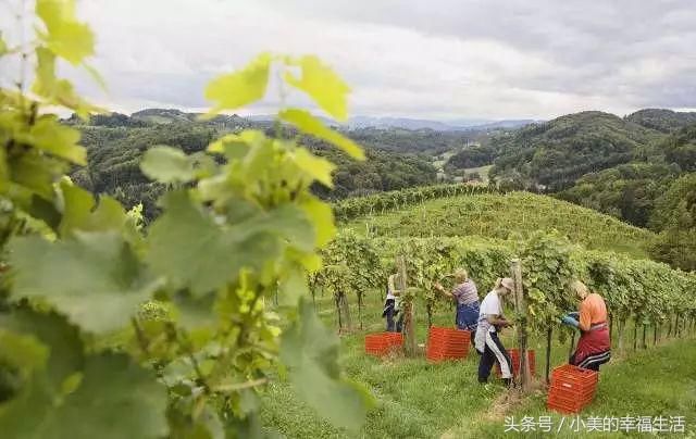 喝葡萄酒100元的和1000元的到底有什么不一样