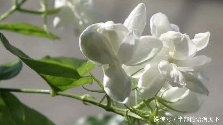  『种爱』3种爱“喝醋”的花，30天能吃一斤，叶片青翠，开花旺，长得飞快