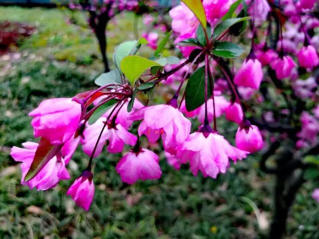 四月芳菲，春意浓