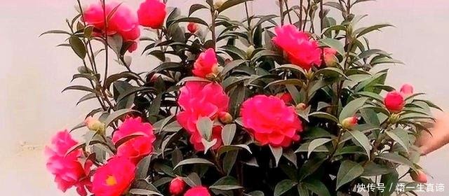  『开花』茶花掉叶怎么办3个“方法”，叶片浓绿，花蕾更多，开花满枝