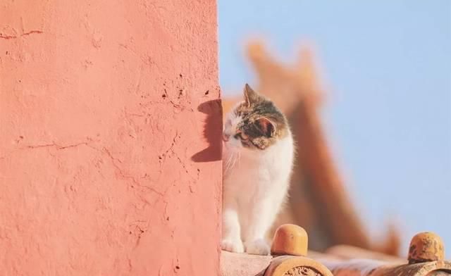 一年 30 多趟故宫，只为拍摄超赞「故宫猫咪图籍」！