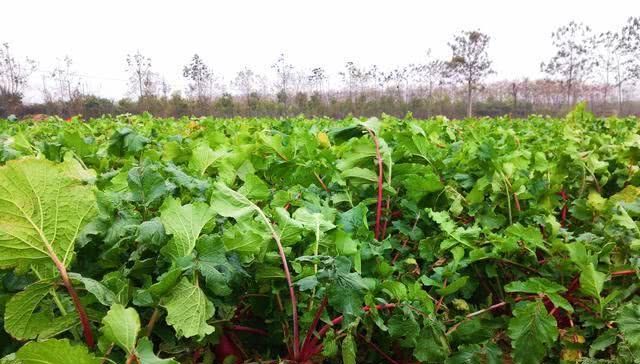  生长周期：农民种植这种蔬菜，生长周期60天，亩产6千斤，能赚多